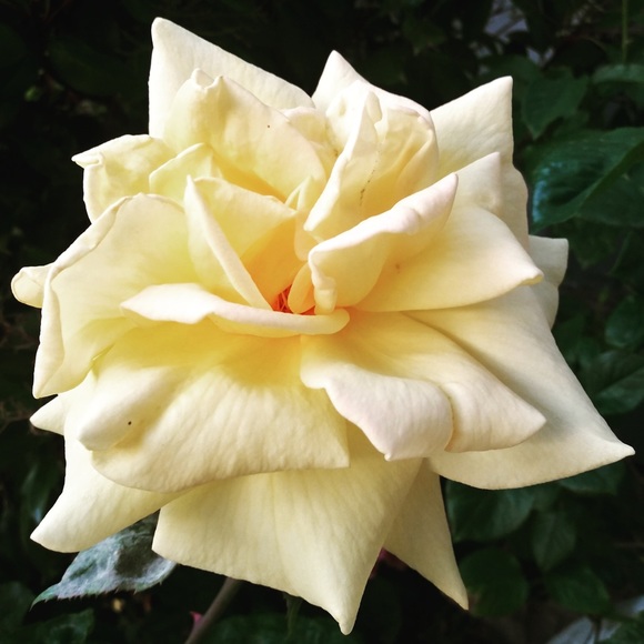 Meet your Posher, Sierra - Picture 1 of 1